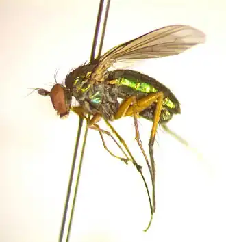 Dolichopus obcordatus