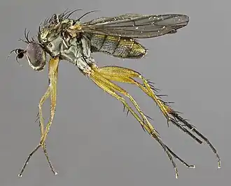 Dolichopus simplex
