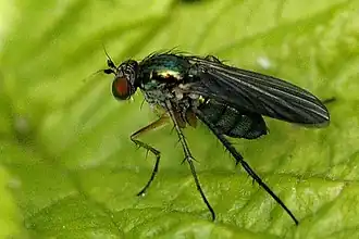 Dolichopus longitarsis