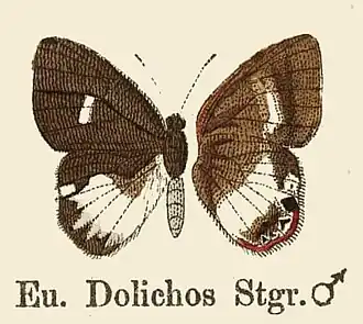 Euselasia dolichos