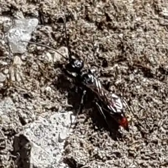 Dolichurus haemorrhous