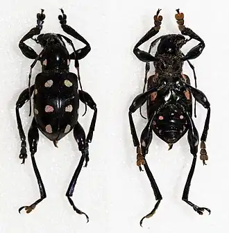 Doliops duodecimpunctata