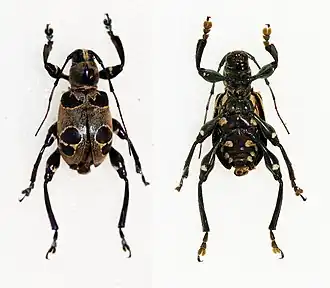 Doliops octomaculatus