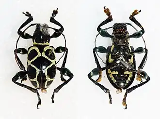 Doliops pachyrrhynchoides