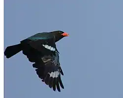 Dollarvogel in vlucht