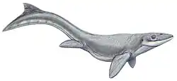 Prognathodon lutigini