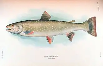 Salvelinus malma malma