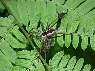 Dolomedes silvicola