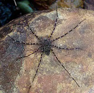 Dolomedes intermedius