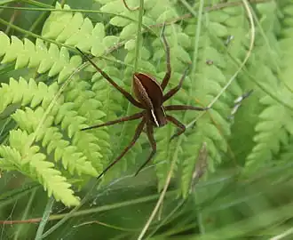 Dolomedes striatus