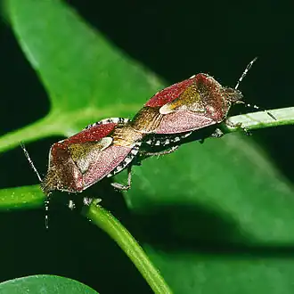 Bessenwants (Dolycoris baccarum)