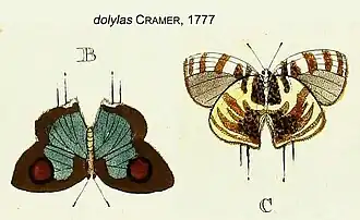 Arawacus dolylas