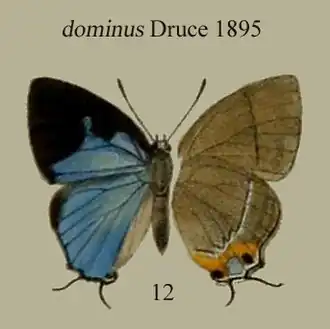 Tajuria dominus