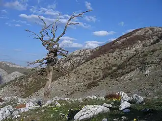 Domogled, Nationaal park Domogled-Valea Cernei