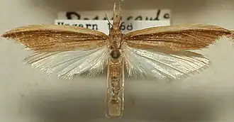 Donacaula mucronella