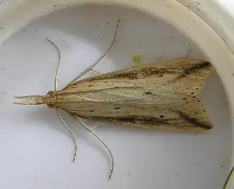 Donacaula forficella