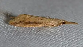 Donacaula melinellus