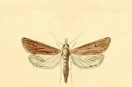Donacaula niloticus