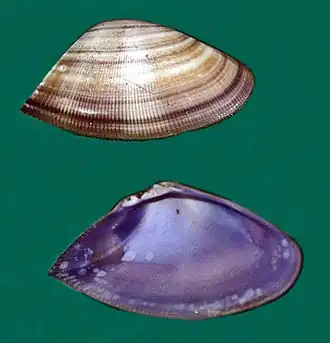 Donax carinatus