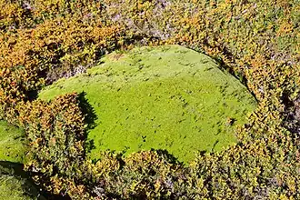 Donatia novae-zelandiae