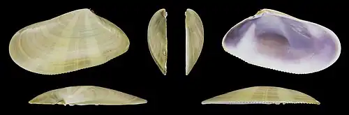 Donax trunculus anatinus linker klep