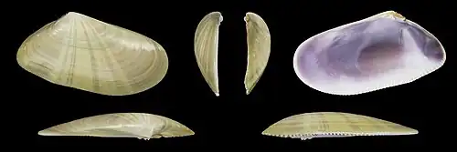 Donax trunculus anatinus rechter klep