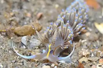 Dondice occidentalis