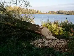 Gevelde wilg (50&nbsp;cm)