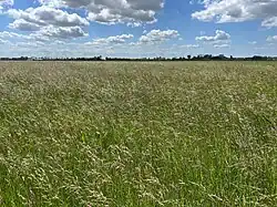 Zeer soortenarm grasland gedomineerd door rietzwenkgras