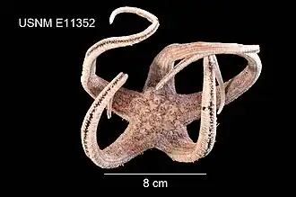 Doraster constellatus