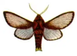 Doratifera oxleyi