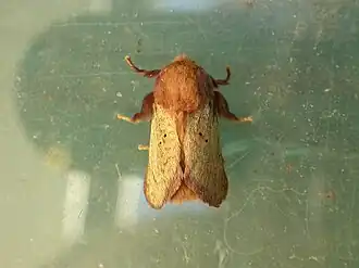 Doratifera quadriguttata