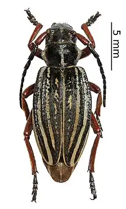 Dorcadion acutispinum