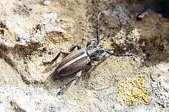 Iberodorcadion aries