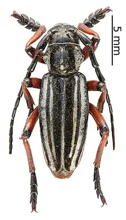 Dorcadion arietinum
