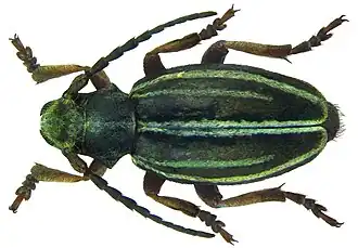 Dorcadion cinerarium