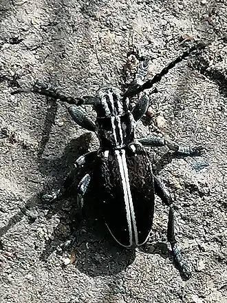 Iberodorcadion circumcinctum