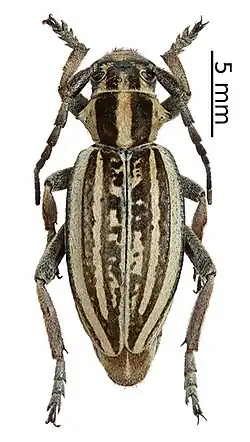 Dorcadion kapchagaicum