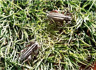 Iberodorcadion nudipenne