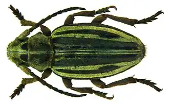 Dorcadion piochardi