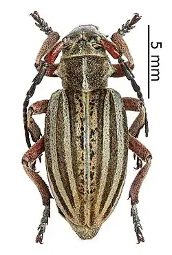 Dorcadion sokolowi