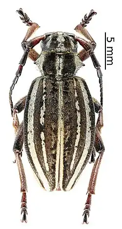 Dorcadion songaricum
