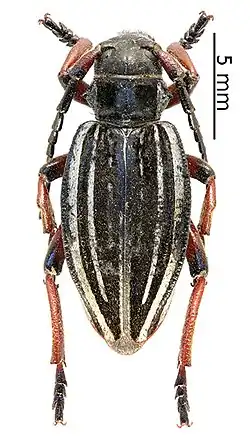 Dorcadion suvorovi