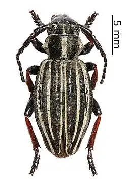 Dorcadion tenuelineatum