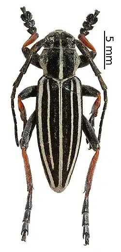 Dorcadion unidiscale