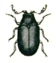 Dorcatoma chrysomelina