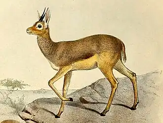 Beira (antilope)