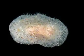 Doriopsilla espinosai