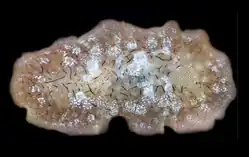 Doriopsilla nigrolineata