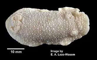 Doris kerguelenensis